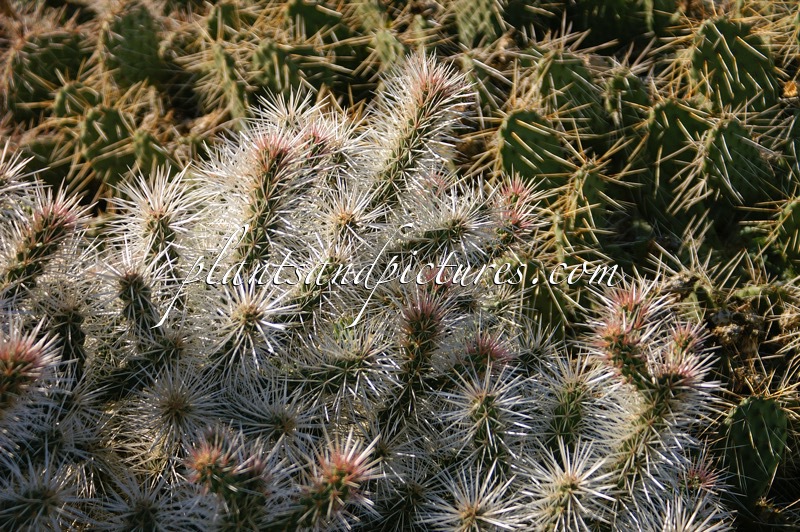 Opuntia whipplei ‘Snow Leopard’