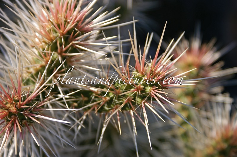 Opuntia whipplei ‘Snow Leopard’