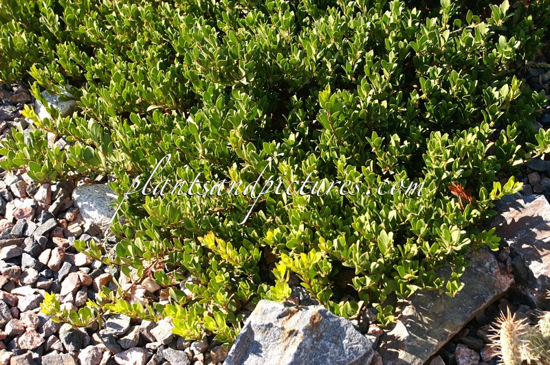 Arctostaphylos coloradoensis ‘Panchito’