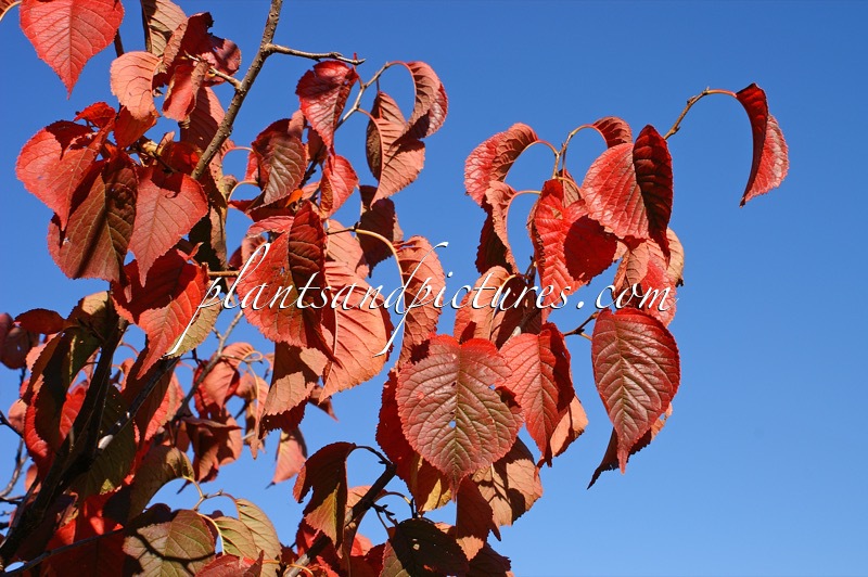 Prunus nigra ‘Princess Kay’