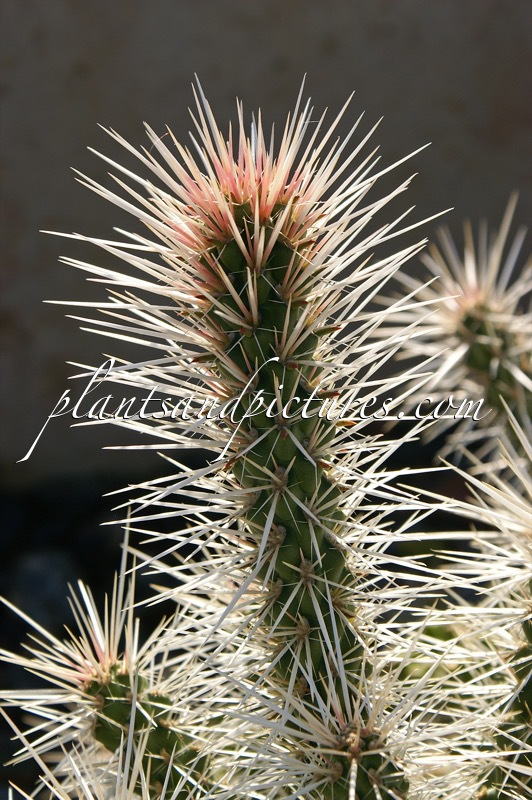 Opuntia whipplei ‘Snow Leopard’
