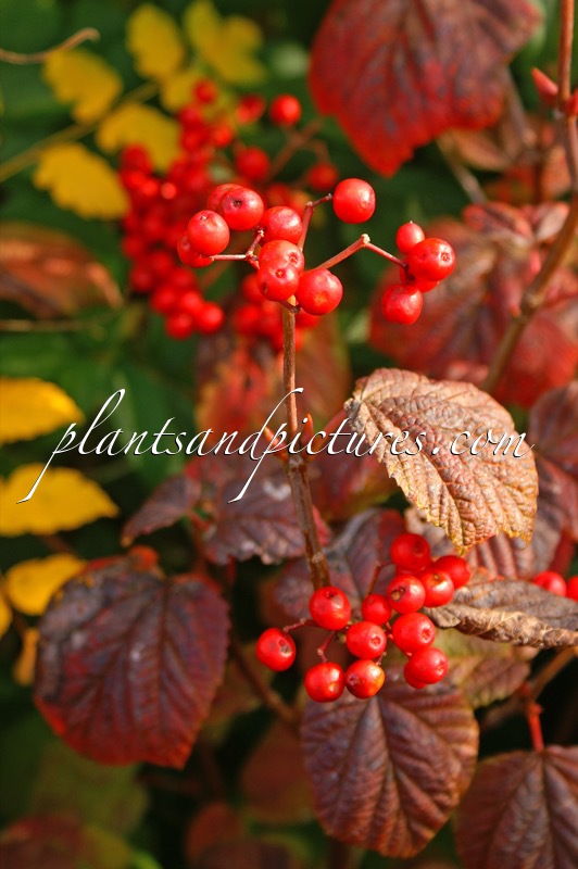 Viburnum orientale