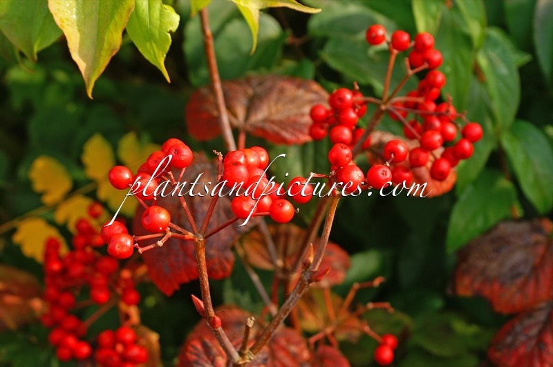 Viburnum orientale