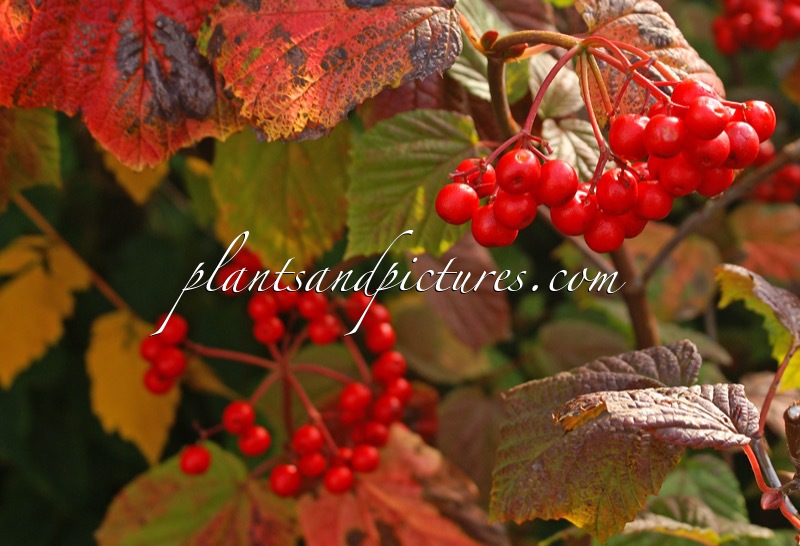 Viburnum orientale