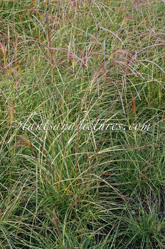 Miscanthus sinensis ‘Little Zebra’