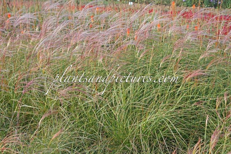 Miscanthus sinensis ‘Little Zebra’