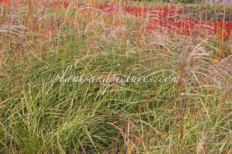 Miscanthus sinensis ‘Little Zebra’