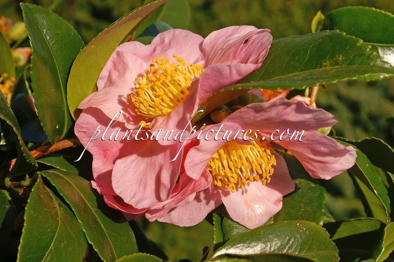 Camellia ‘Winter’s Star’