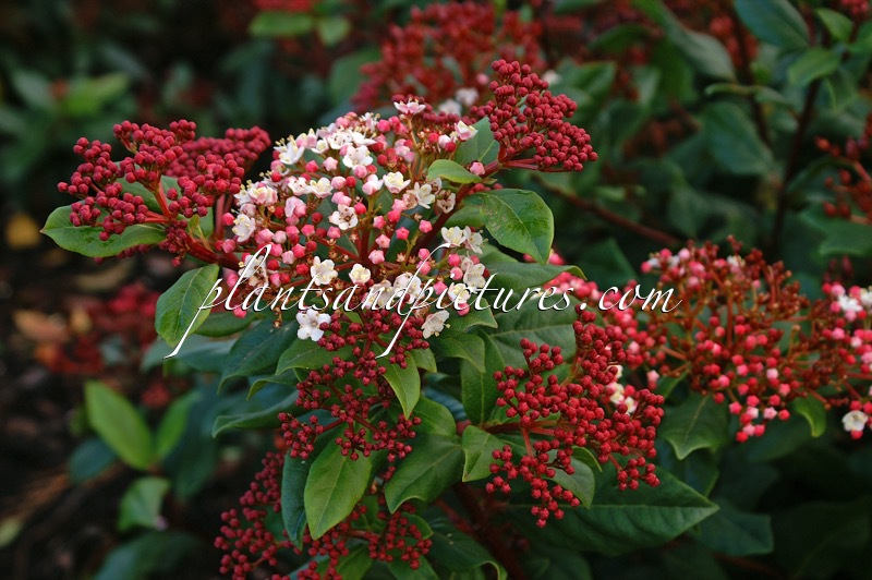Viburnum tinus ‘Gwenllian’