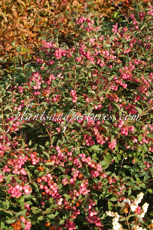 Symphoricarpos ‘Kolmcan’ (MAGICAL CANDY; PINK BLIZZARD)