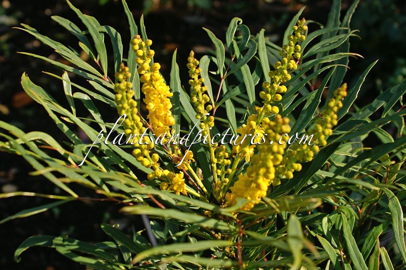 Mahonia eurybracteata ‘Soft Caress’