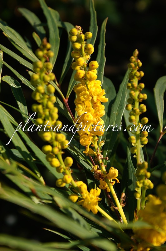 Mahonia eurybracteata ‘Soft Caress’