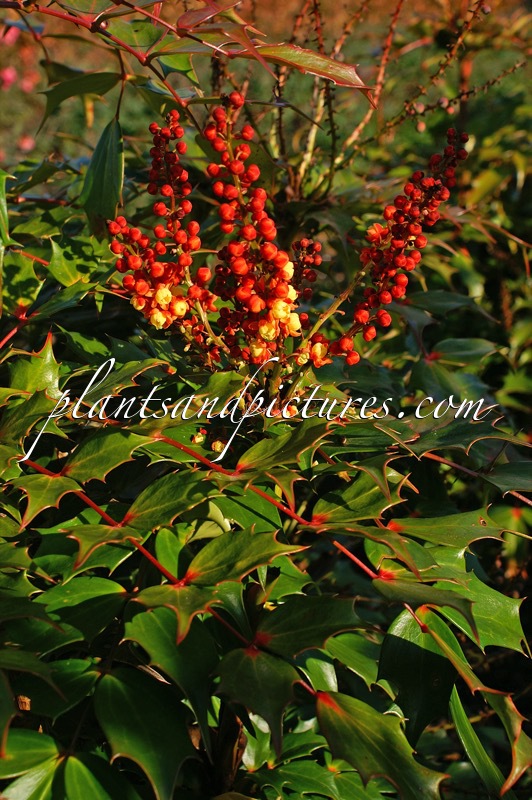 Mahonia ‘Cabaret’