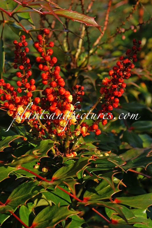 Mahonia ‘Cabaret’