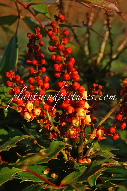 Mahonia ‘Cabaret’