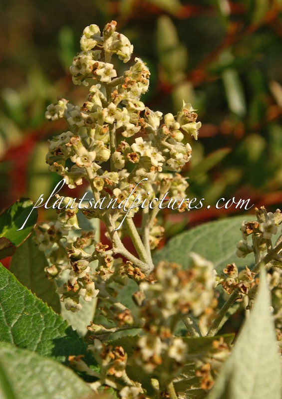Buddleja cordata