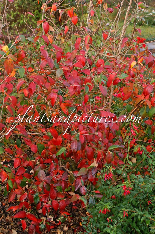 Viburnum burkwoodii ‘Mohawk’
