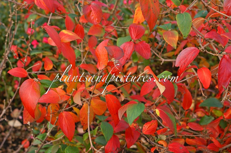 Viburnum burkwoodii ‘Mohawk’