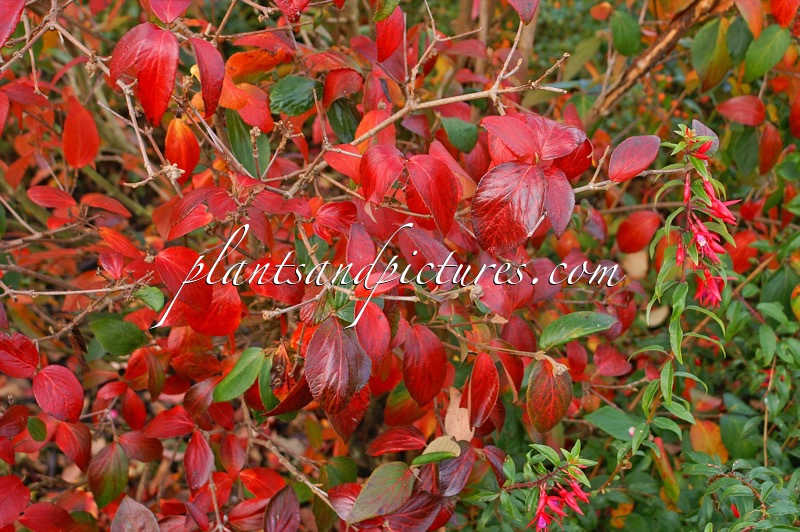 Viburnum burkwoodii ‘Mohawk’