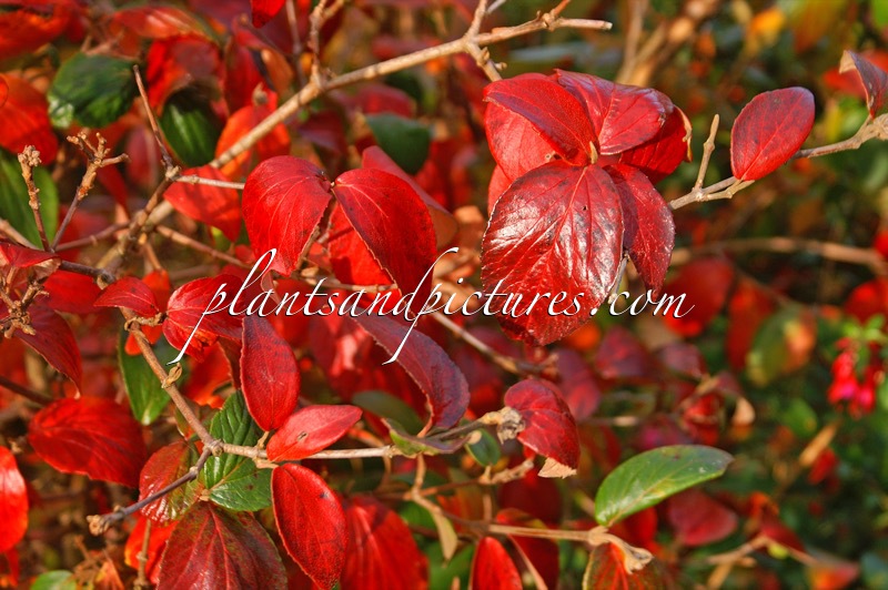 Viburnum burkwoodii ‘Mohawk’
