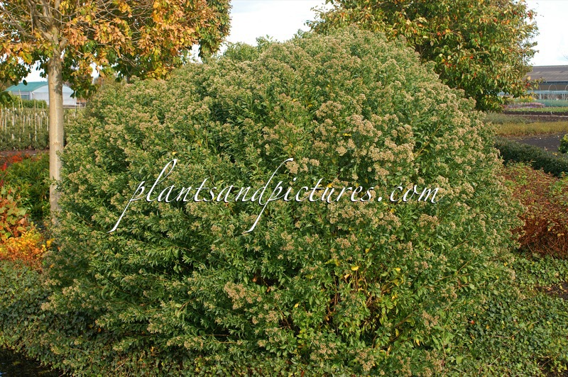 Baccharis halimifolia