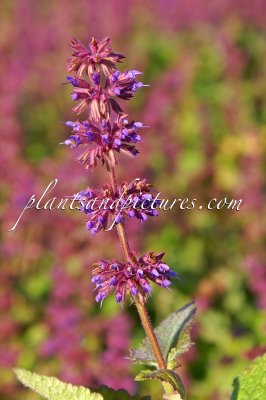 Salvia ‘Endless Love’