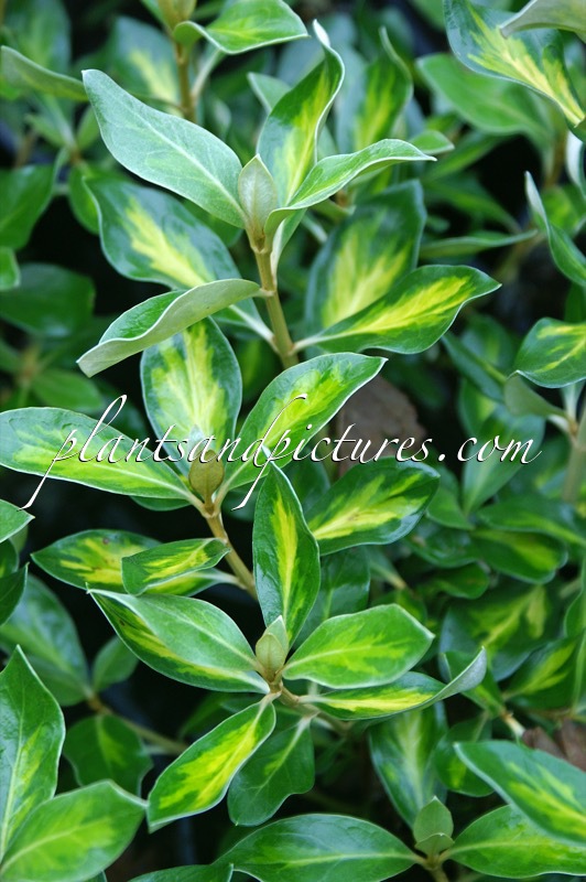 Olearia traversii ‘Tweedledum’