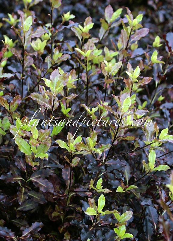 Pittosporum tenuifolium ‘Tom Thumb’