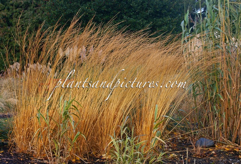 Molinia caerulea ‘Cordoba’