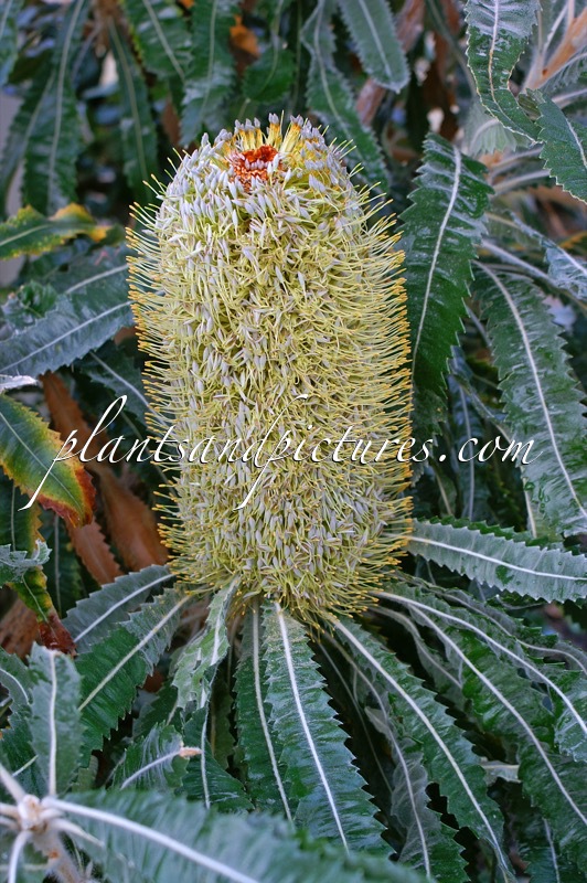 Banksia serrata