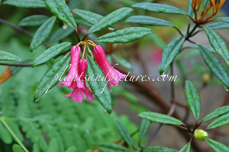 Rhododendron micromalayanum