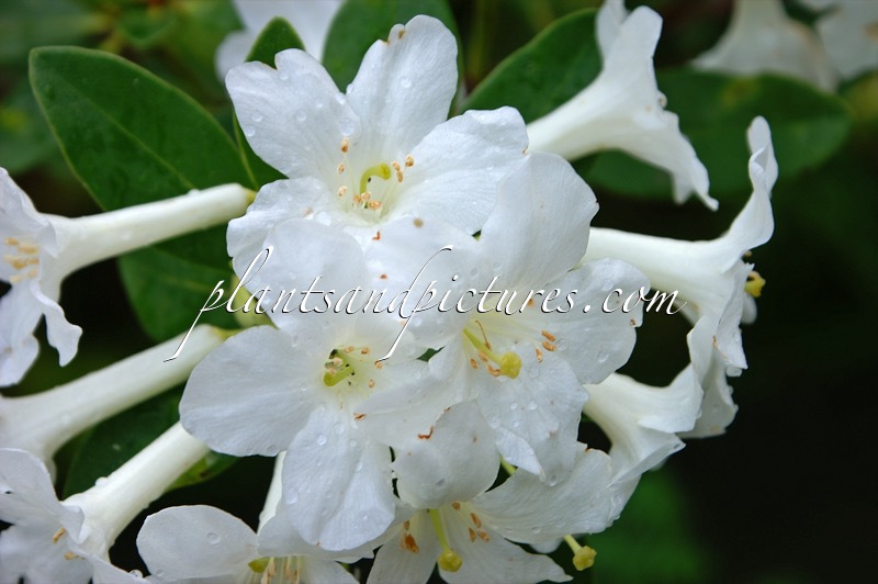 Rhododendron luralense