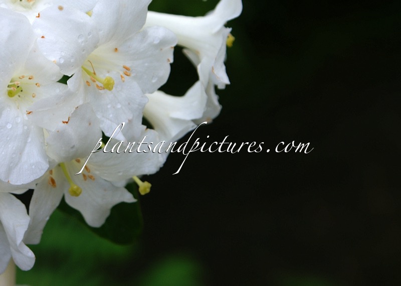 Rhododendron luralense