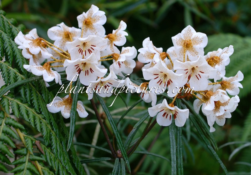 Rhododendron himantodes