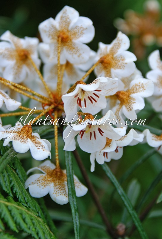Rhododendron himantodes