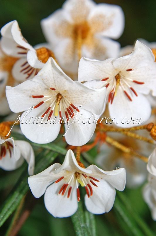 Rhododendron himantodes