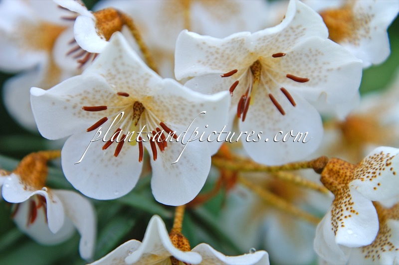 Rhododendron himantodes