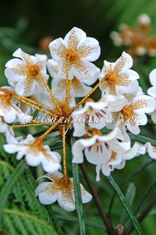 Rhododendron himantodes