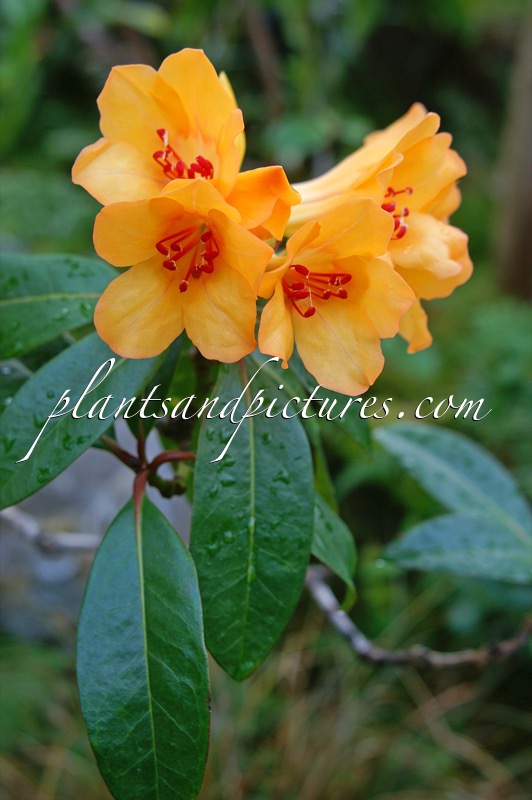 Rhododendron javanicum