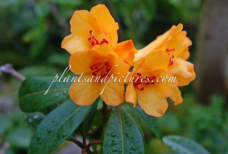 Rhododendron javanicum