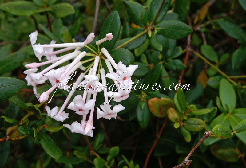 Rhododendron jasminiflorum