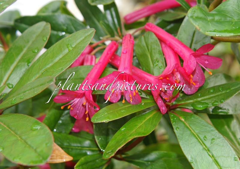 Rhododendron hongkongense