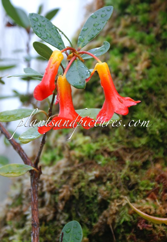 Rhododendron renschianum