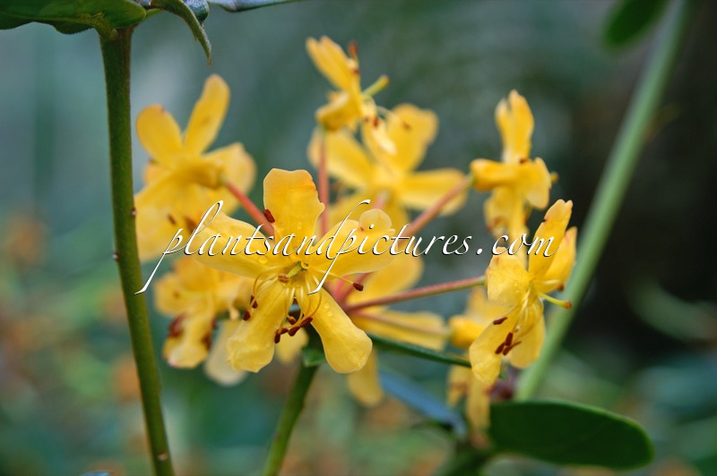 Rhododendron macgregoriae