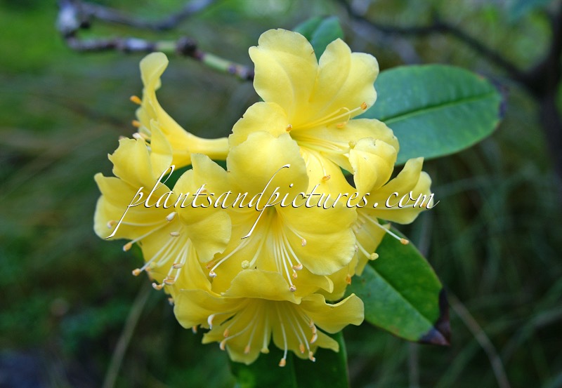 Rhododendron sessilifolium