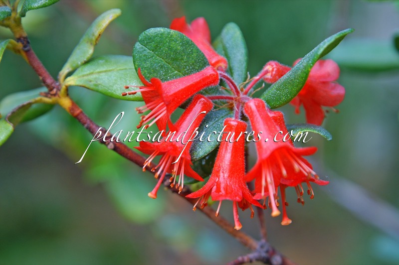 Rhododendron retusum