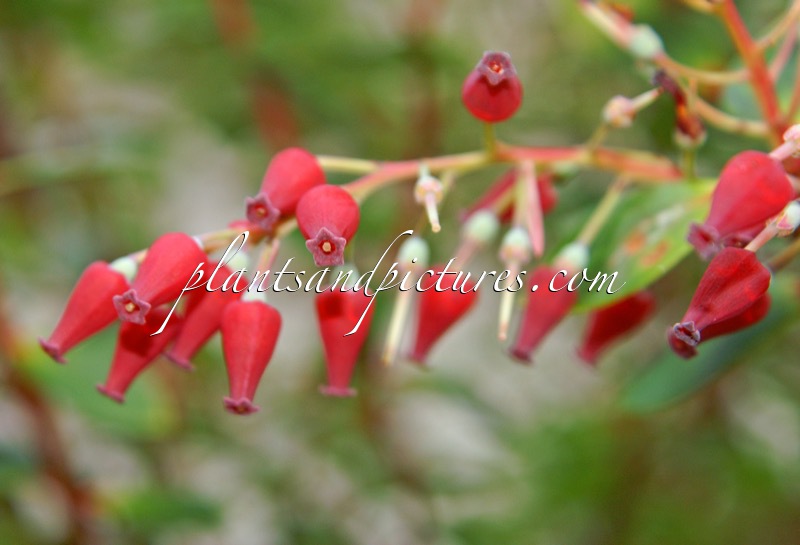 Vaccinium varingiifolium var. varingiifolium