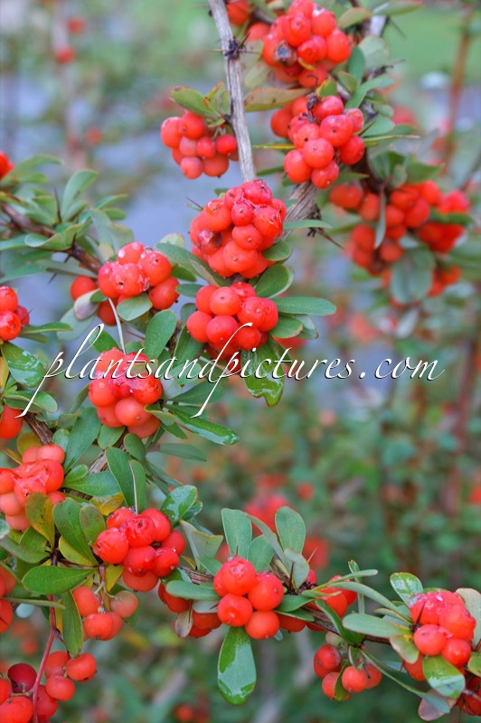 Berberis rubrostilla ‘Buccaneer’