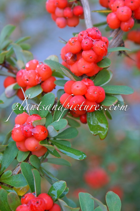 Berberis rubrostilla ‘Buccaneer’