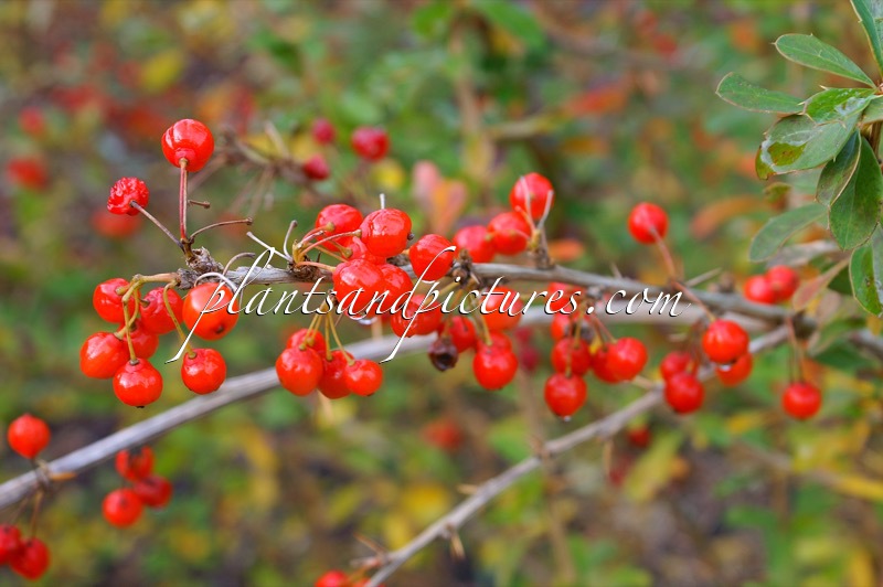 Berberis aggregata